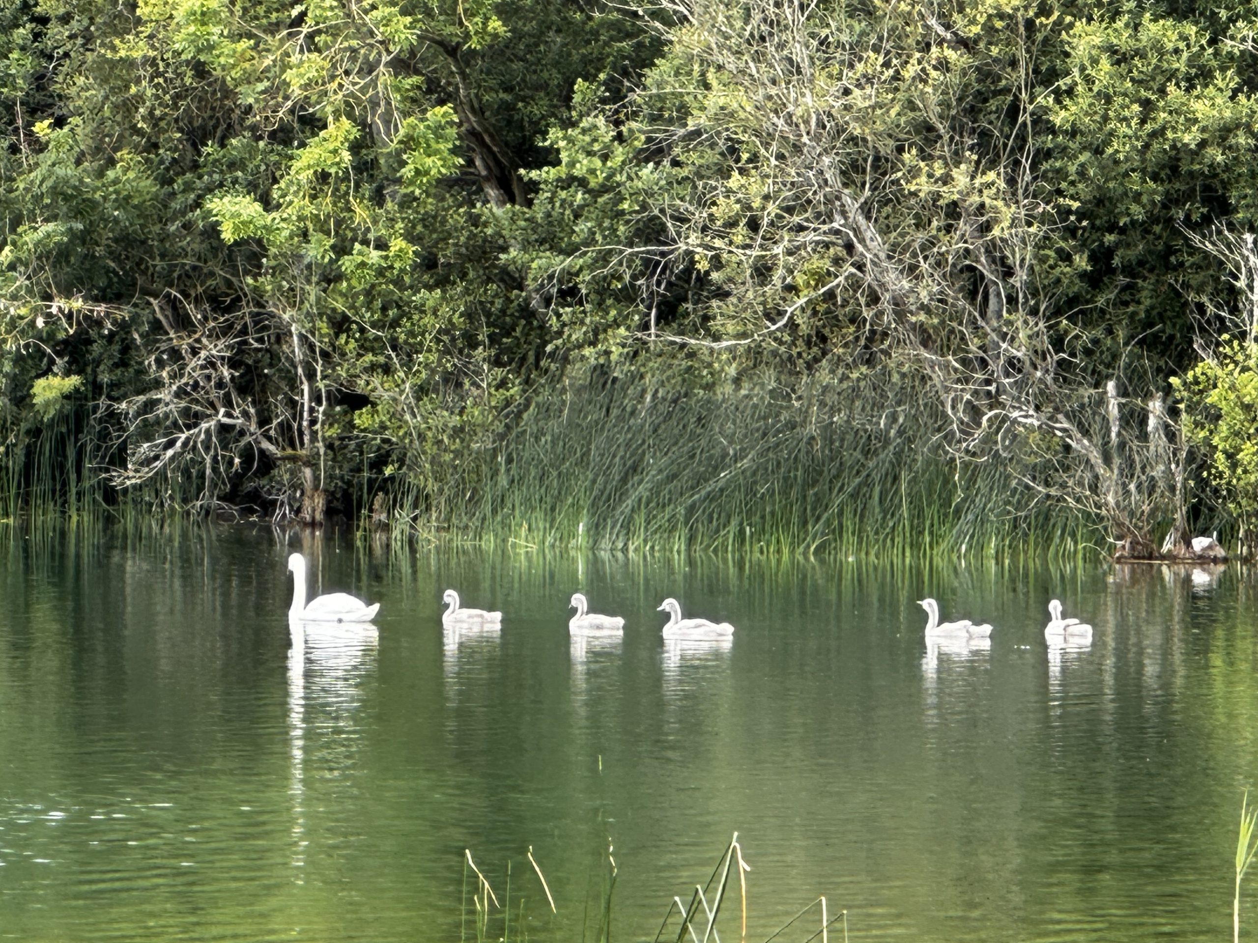 Schwäne auf See Ausgeglichenheit